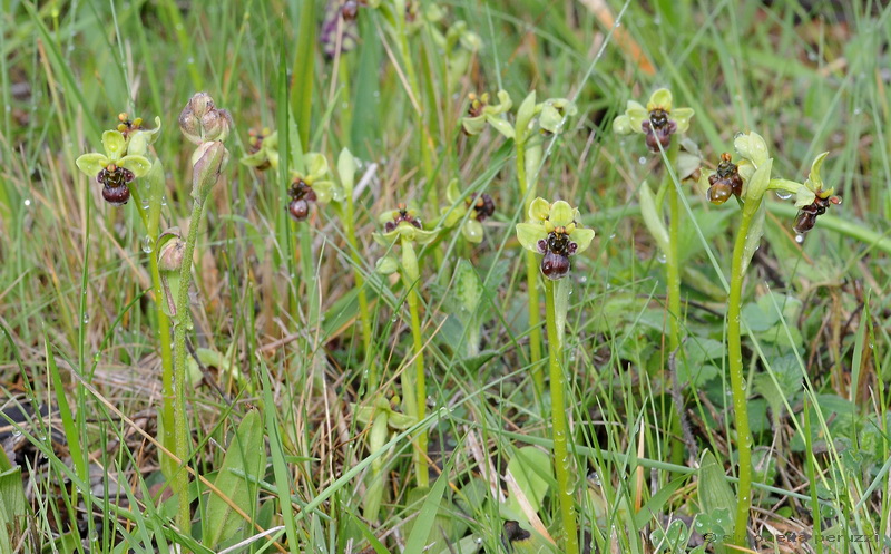 Orchidee del Chianti - Ophrys sphegodes e altre...